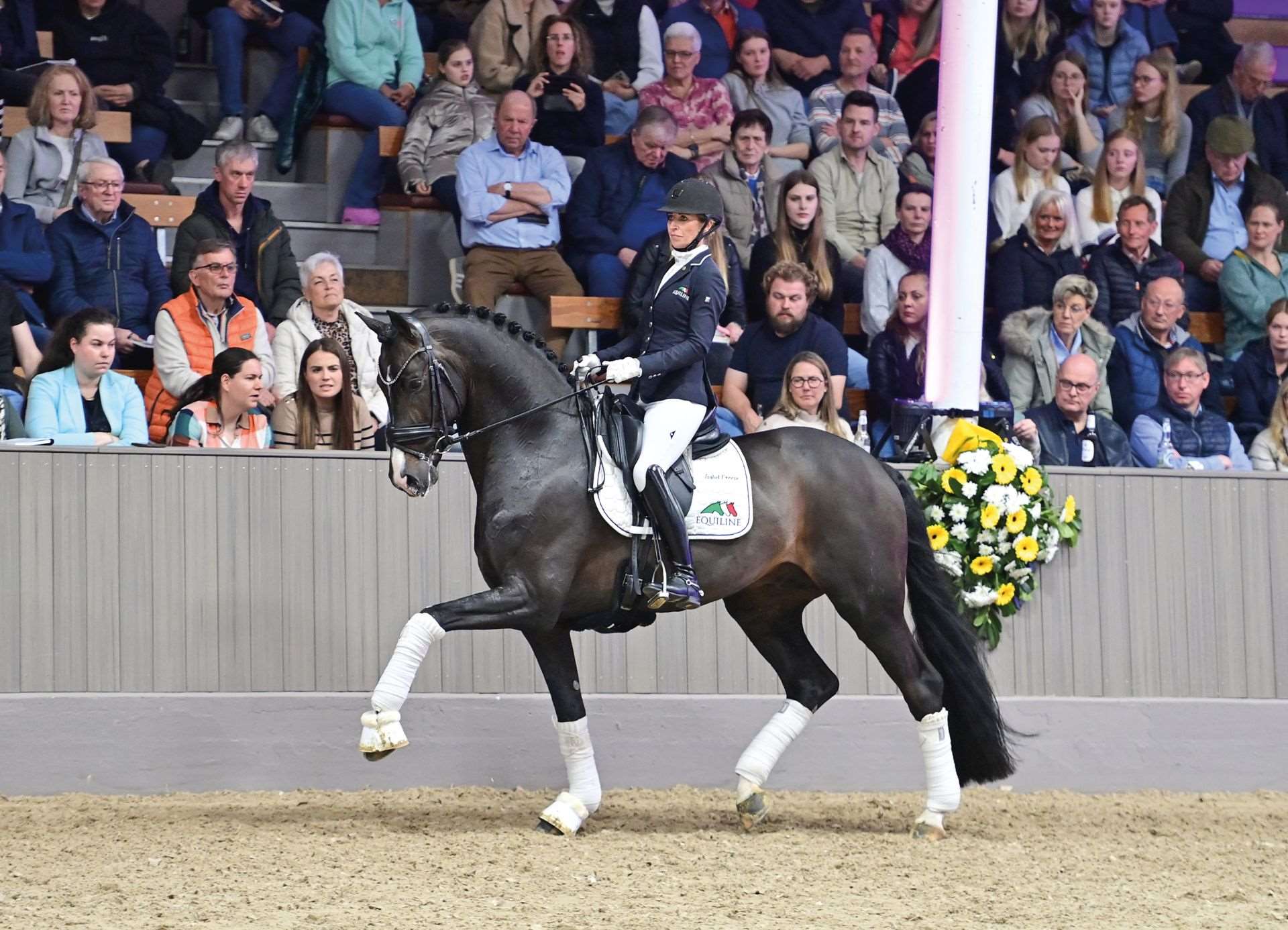 Sebastino PS Stallion